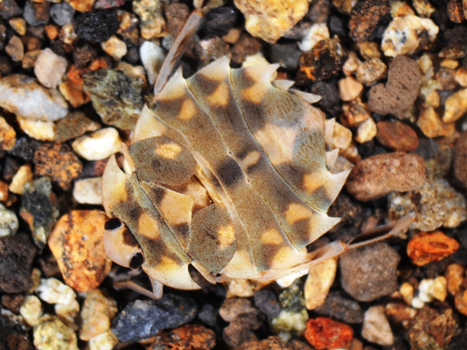 トゲナベブタムシ 6匹 トゲナベブタムシ 6匹