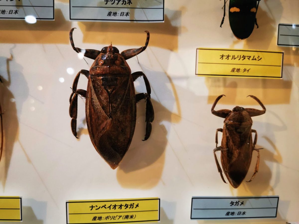 ナンベイオオタガメ 102mm(頭部〜羽先) 昆虫標本 タガメ 水生昆虫 標本