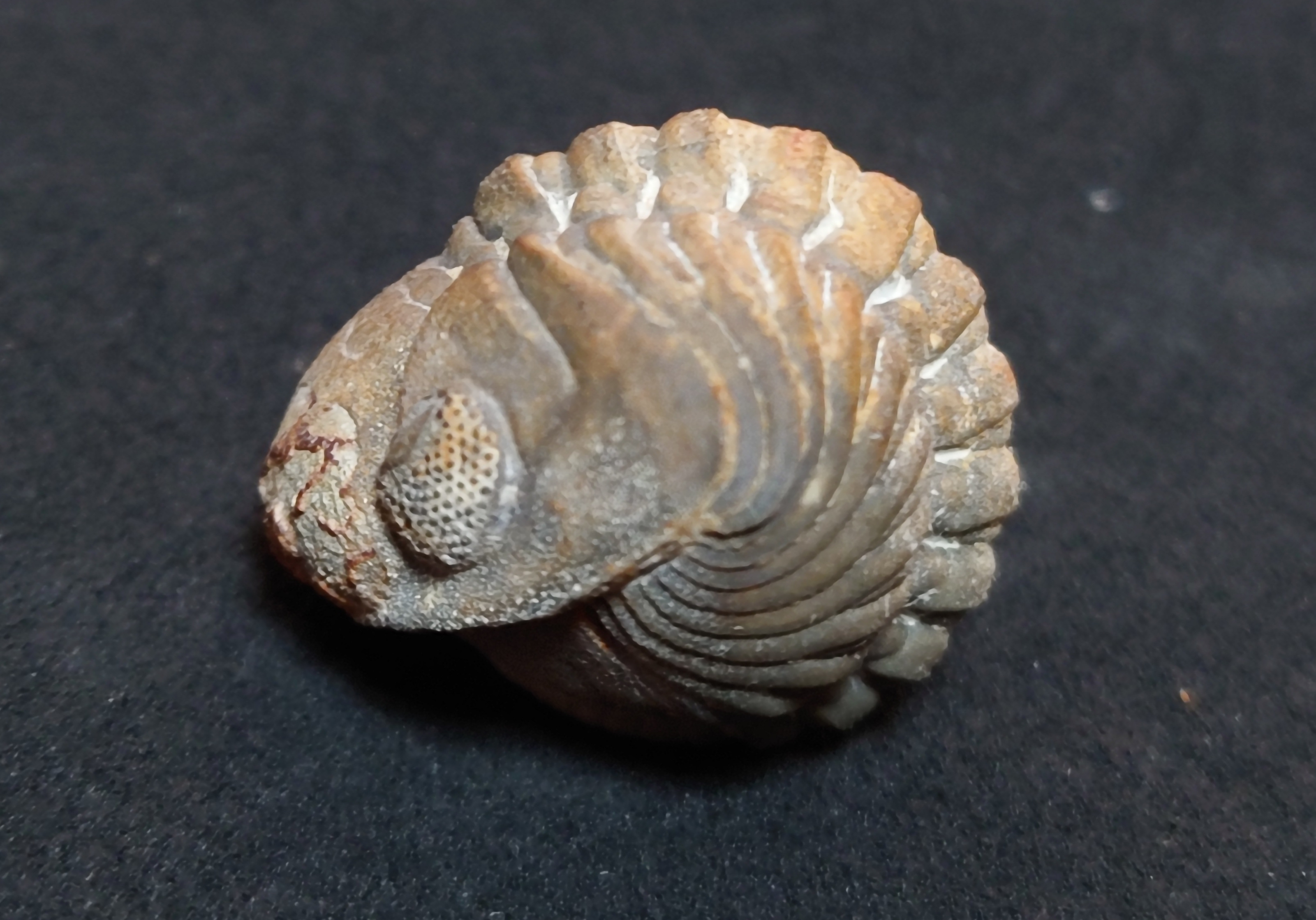 特大￼w 35㎝4kg 三葉虫化石￼ 古生代の重要な示準化石￼