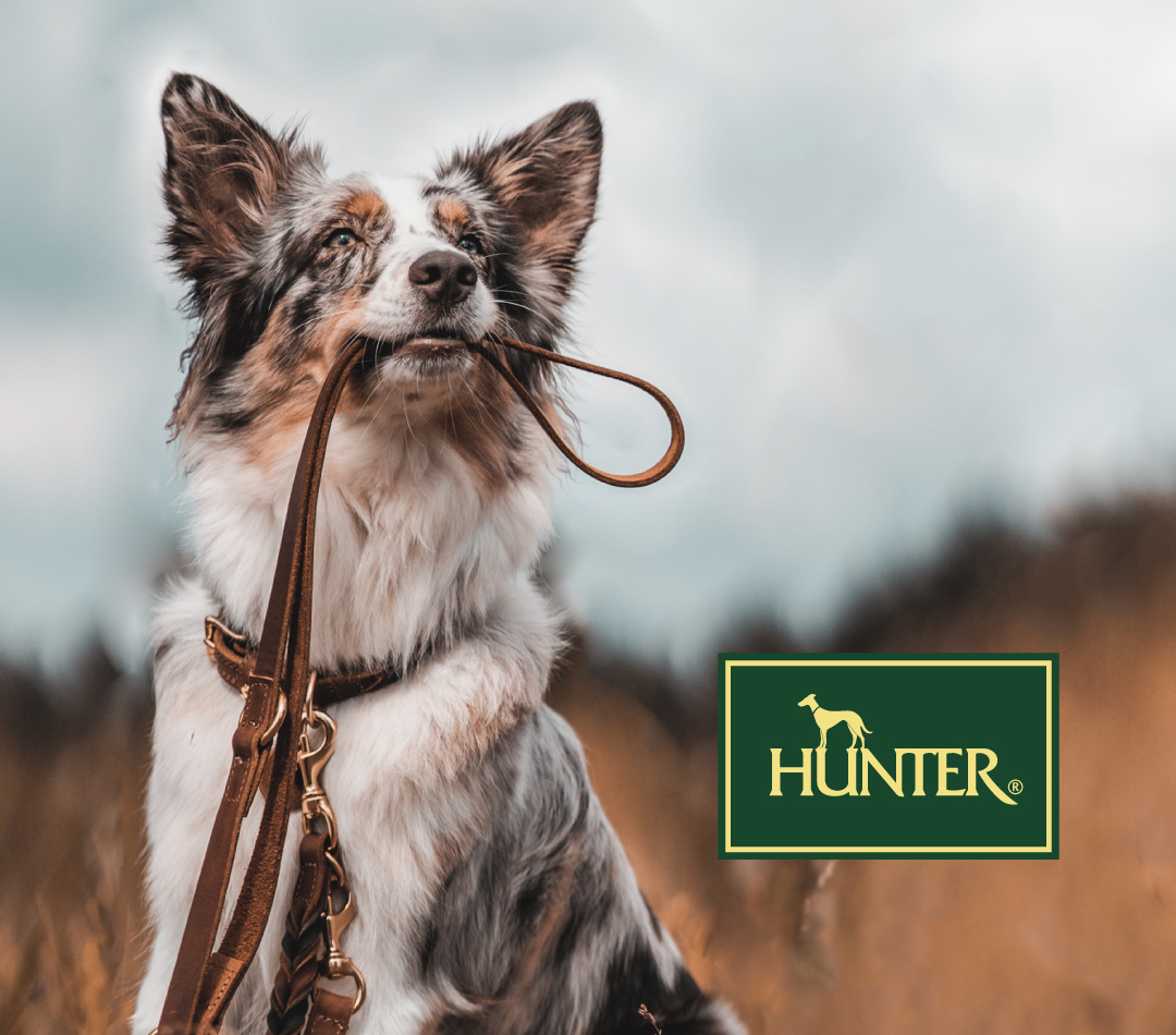 犬用【本革】リード&ハーネス&ハンドフリーベルト3点セット