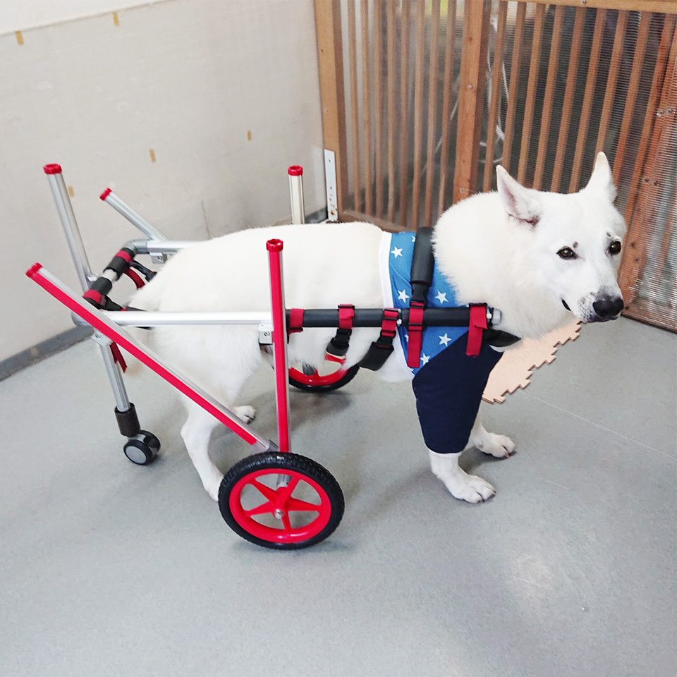 バセンジー4輪 リハビリ 食事補助 犬用車椅子 体制維持 犬の歩行器 小型