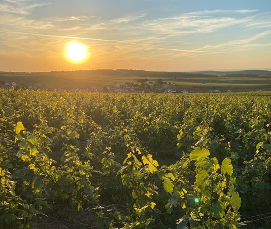 ダヴィッド レクラパール キュヴェ ラフロディズィアック ｜ ワイン