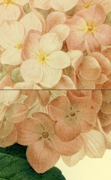 紫陽花（アジサイ,あじさい）の絵,絵画を販売 ルドゥーテ