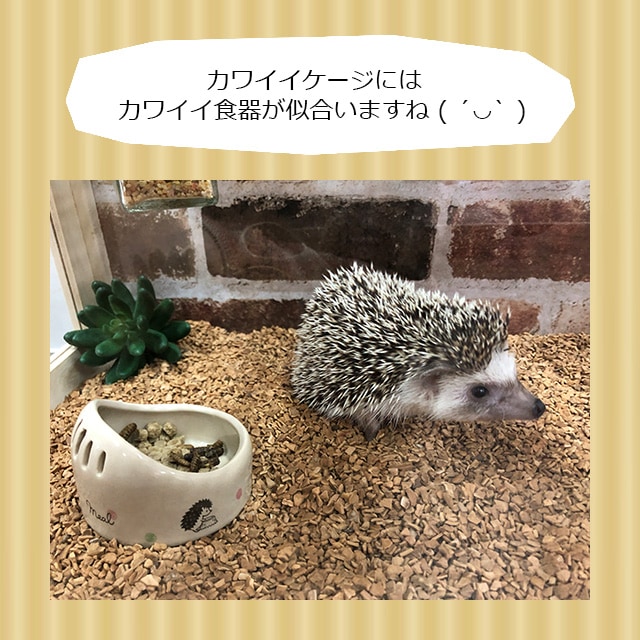 CASA ハリネズミのふやかし食器 マルカン 陶器製 | | チンチラ・はり