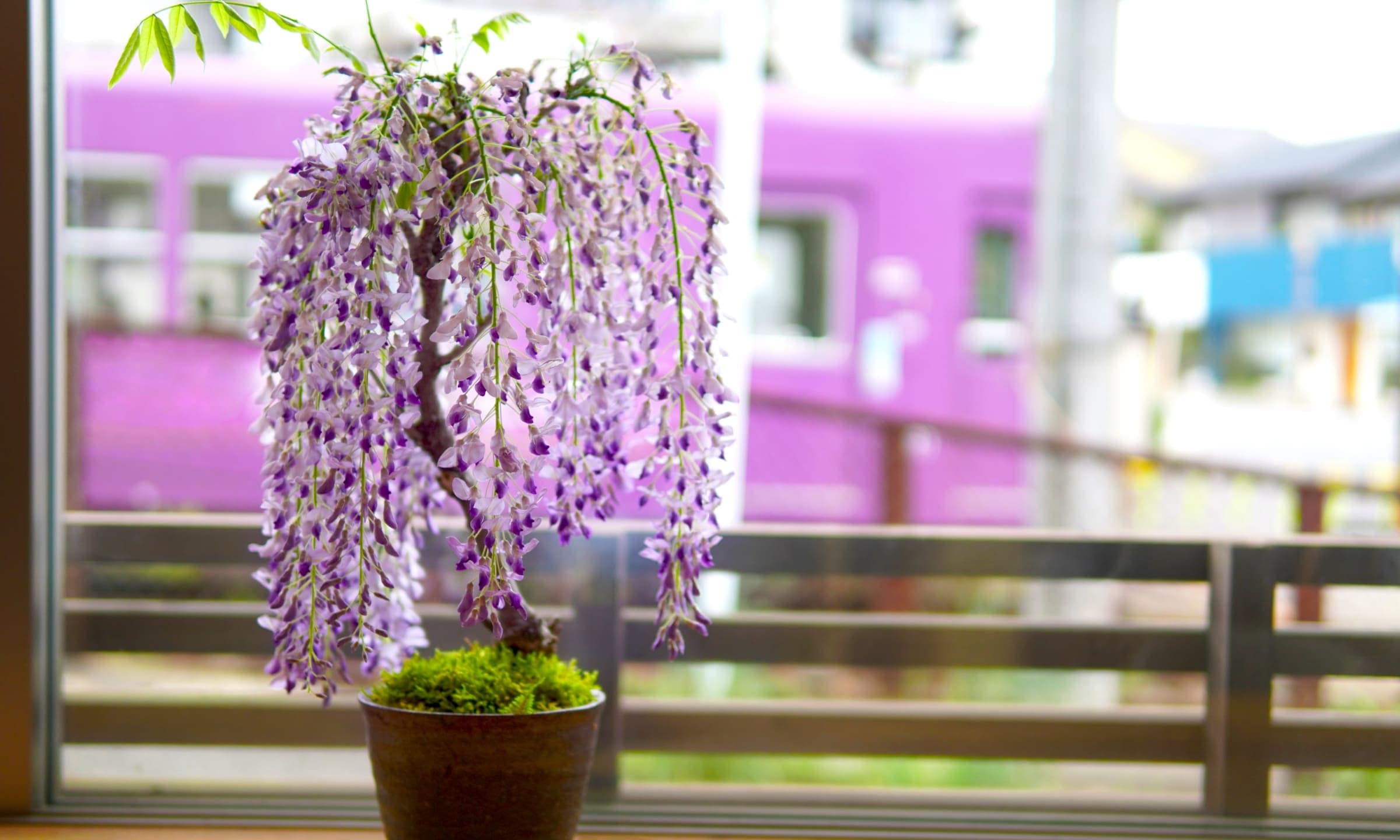 002.【 陶 翠 】春秋 /長方鉢/ミニ盆栽鉢/木箱付き 002.【 陶 翠