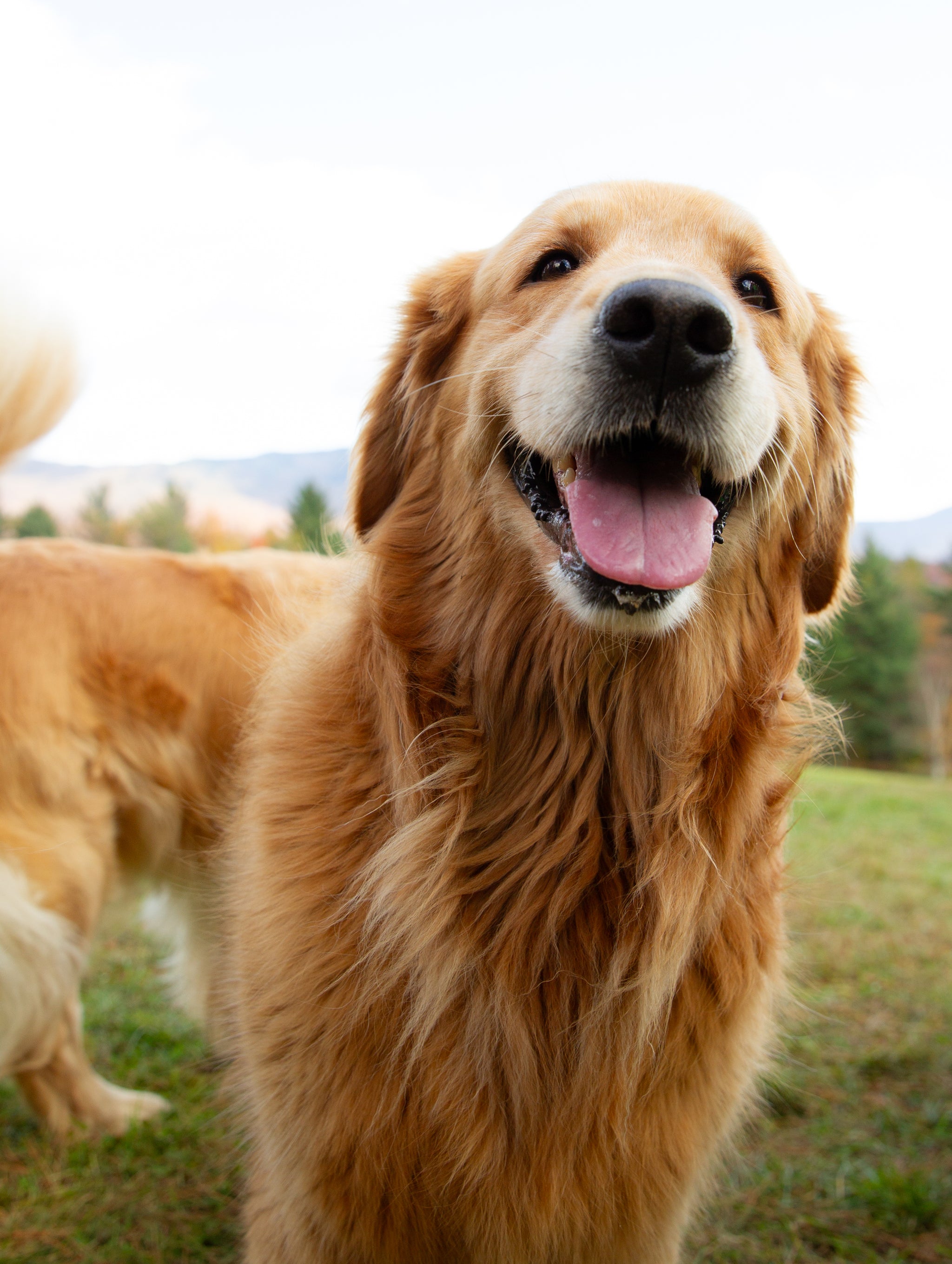 Golden Retriever Experience® or Wines and Wags 2026 Gift