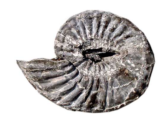 白亜紀資料館の展示物 -アンモナイト化石-