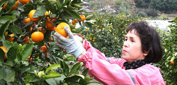 ブランドみかんを収穫＆食べ放題 「大島みかん狩りプラン