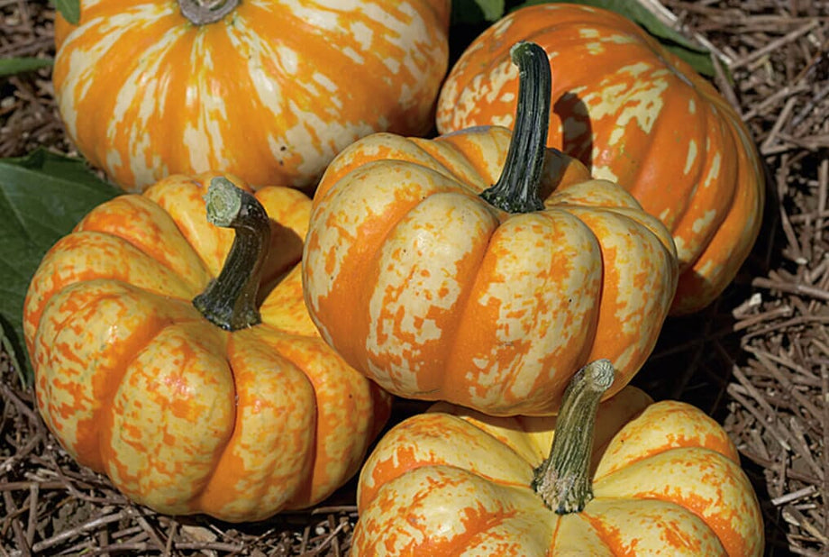 Hooligan Hybrid Pumpkin F1 – HOSS