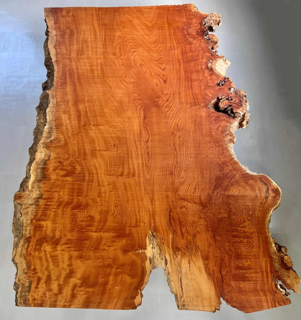 ケヤキ一枚板GX03 青島上之山神社の大欅 | GRAXEN JAPAN