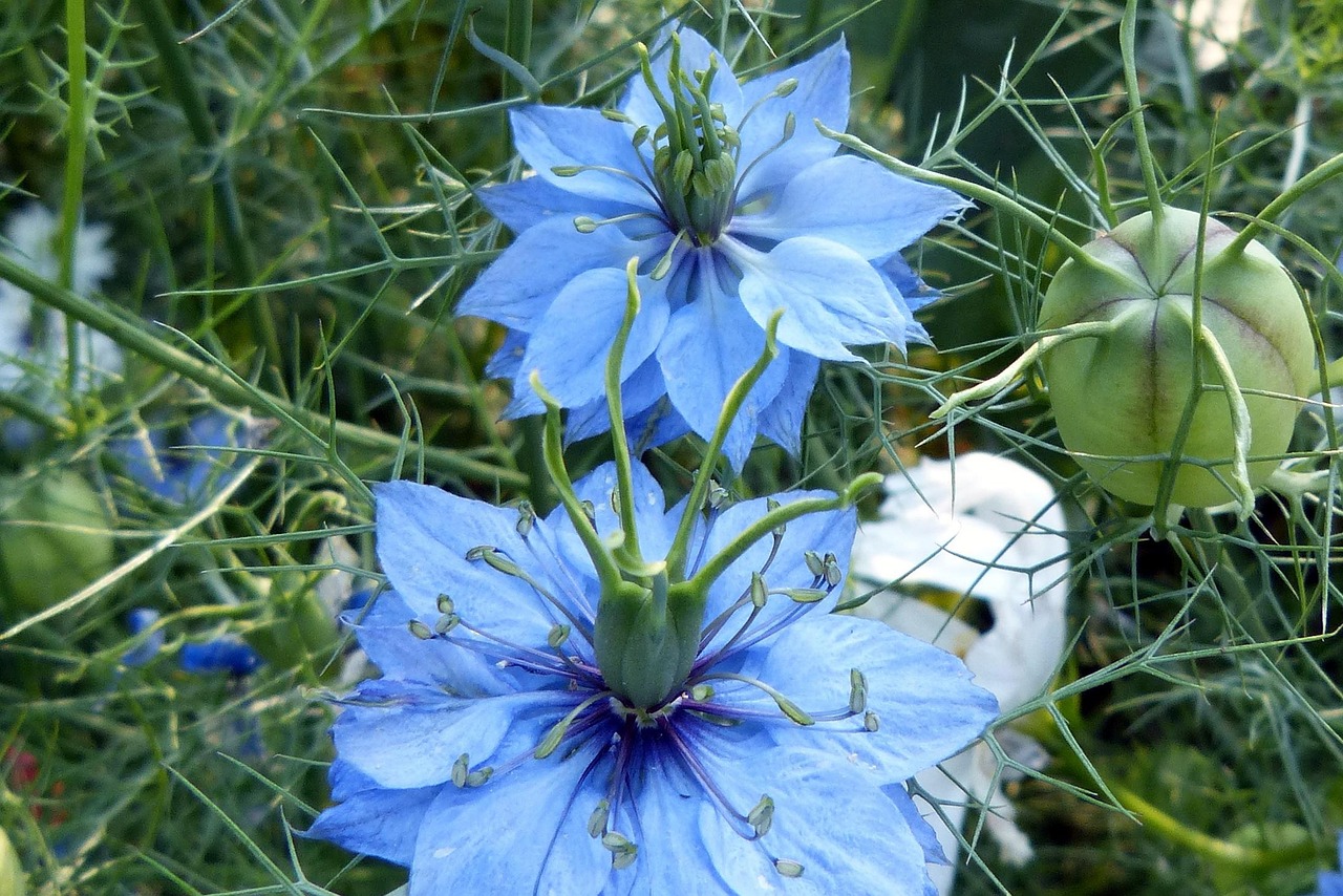 Love in a Merry Thought Love In a Mist 限定版 mist