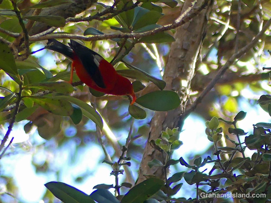 Red birds in green foliage | Graham's Island