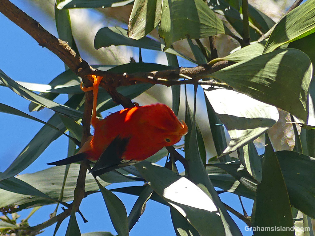 Red birds in green foliage | Graham's Island