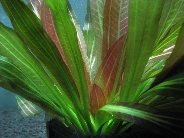 エキノドルス ホレマニーオレンジ - グラスゲート