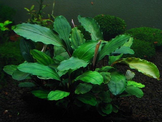 Bucephalandra sp.オリーバ （カミハタ） Bucephalandra sp.オリーバ