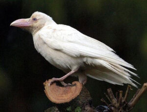 アポロンと白いカラス 白いカラスが黒く変身した理由と医術の神
