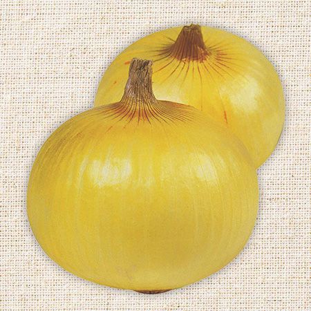 玉ねぎ苗おすすめ品種 ｜valor-navi バローナビ