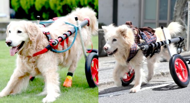製品紹介｜犬用車椅子・歩行器の【はな工房】｜全国対応可