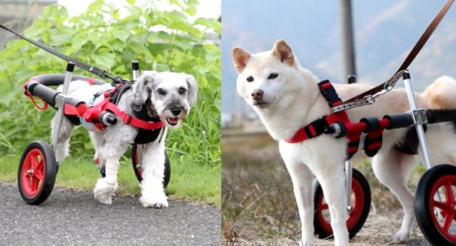 製品紹介｜犬用車椅子・歩行器の【はな工房】｜全国対応可
