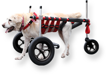 犬用車椅子(ポチの車イス)4輪 介護 ペット用車椅子 4輪 大型 犬用