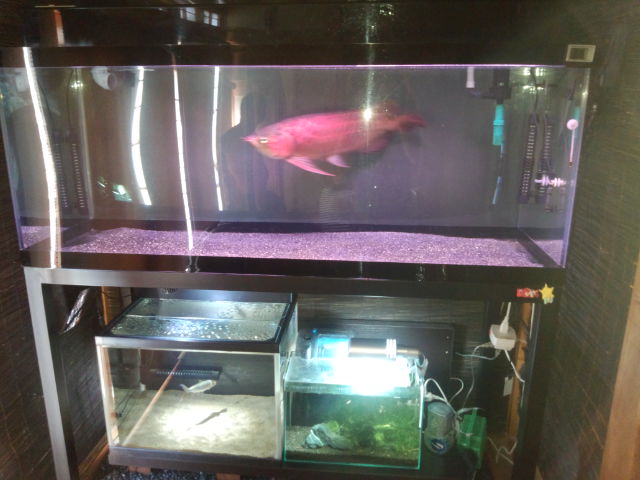 アクアランドはなばた | 福島県いわき市の熱帯魚屋 / 【120×60×60cm