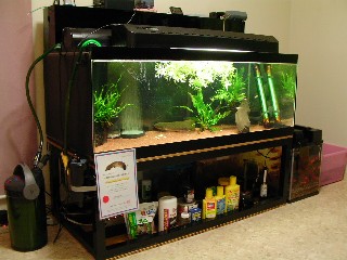 アクアランドはなばた | 福島県いわき市の熱帯魚屋 / 【150×90×60cm