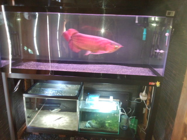 アクアランドはなばた | 福島県いわき市の熱帯魚屋 / 【180×75×60cm