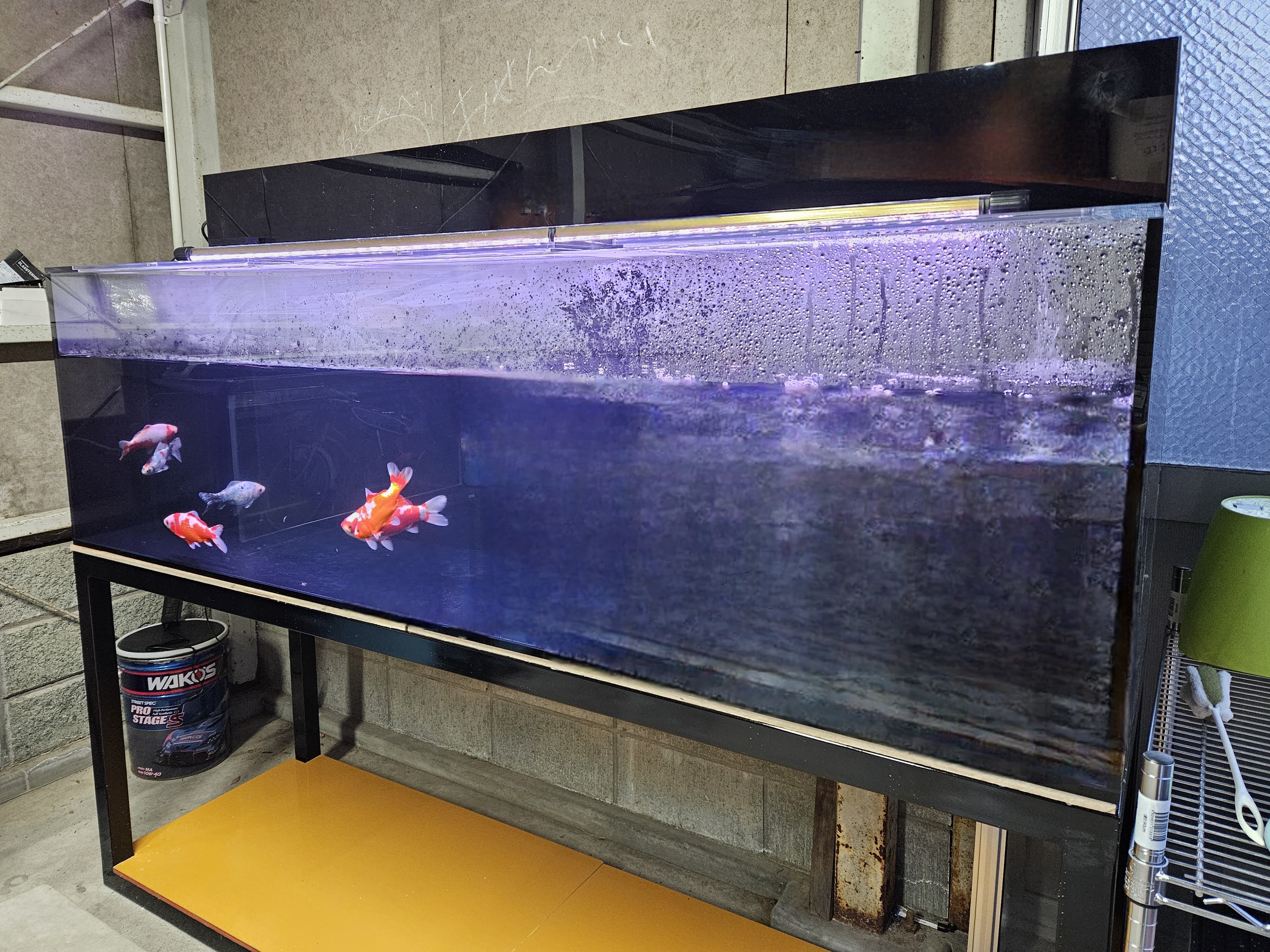 アクアランドはなばた | 福島県いわき市の熱帯魚屋 / 大型サイズ水槽