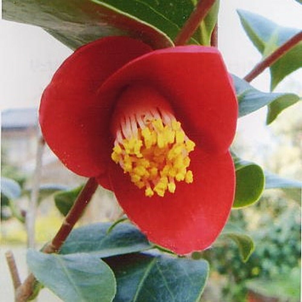 ウメモドキ 白の 苗木部 By 花ひろばオンライン