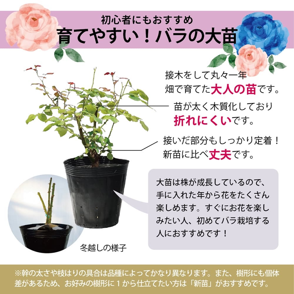 000000077697-04.jpg?size=l&w=