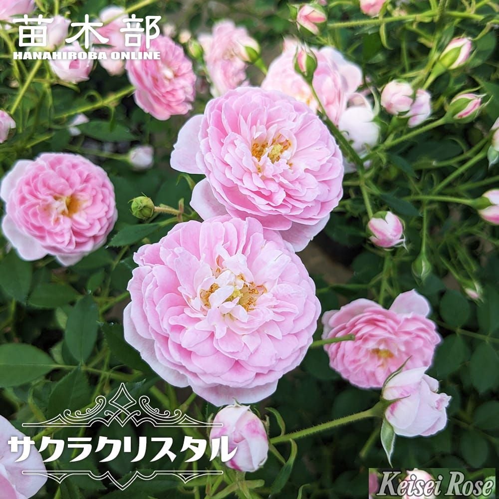 000000108314-01.jpg?size=m&w=