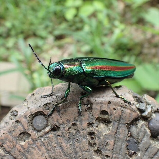 ヤマトタマムシ(タマムシ) – はなもく散歩