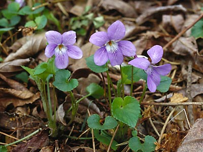 タチツボスミレ