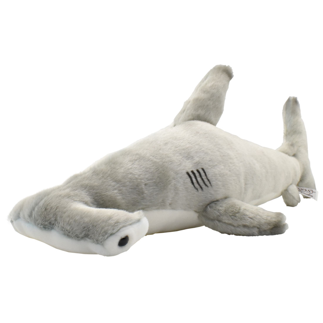 シュモクザメ 60 | HANSA