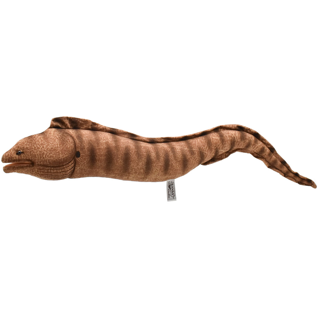 ウツボ 80 | HANSA