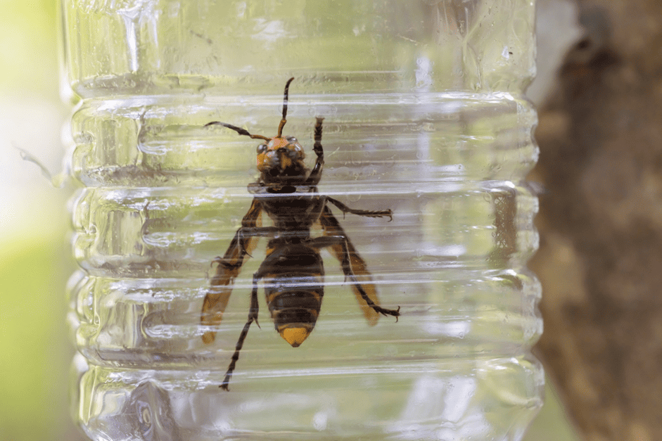 スズメバチの捕獲器の効果と使用時の注意点を解説 - ハチ駆除クイック