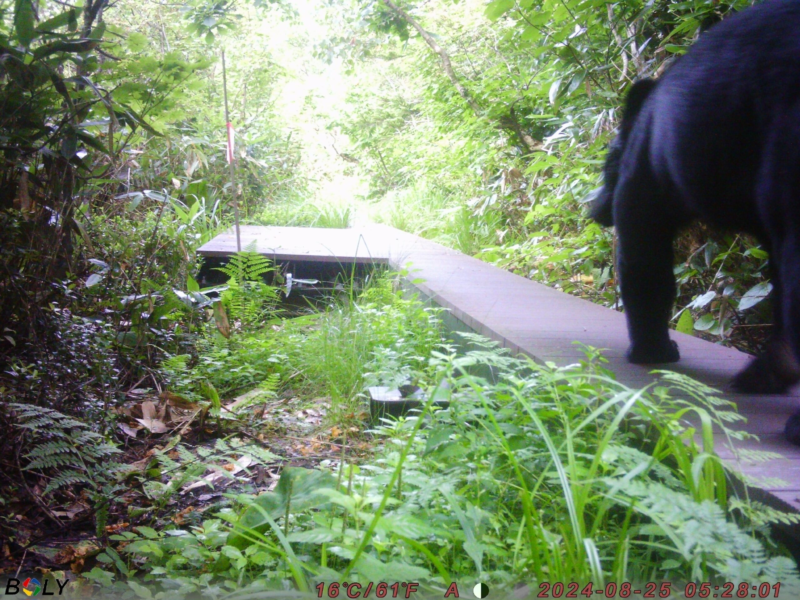 クマ情報】週間レポート8/19～8/26（大沼後生掛地区） | 八幡平