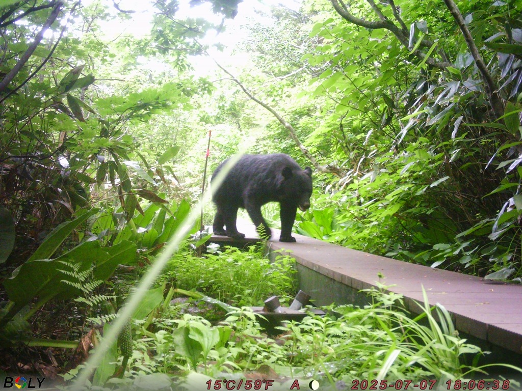 クマ情報】週間レポート7/4～10（大沼後生掛地区） | 八幡平ビジター