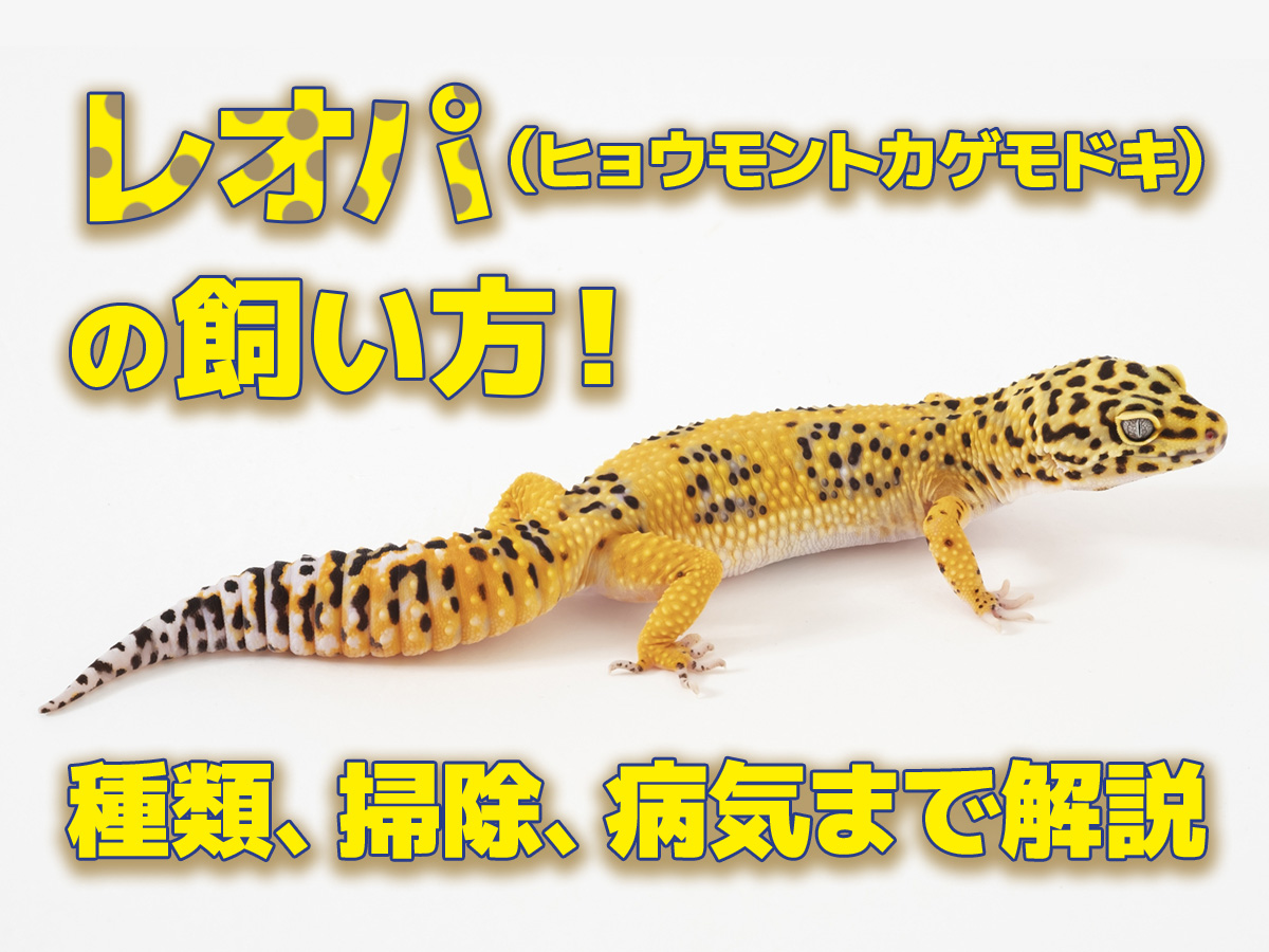 レオパ（ヒョウモントカゲモドキ）の飼い方！特徴や種類、掃除、病気