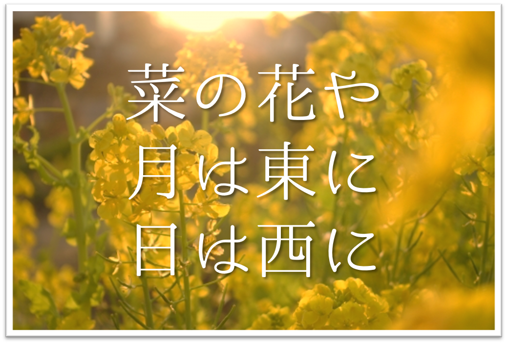 菜の花や月は東に日は西に】俳句の季語や意味・表現技法・鑑賞文・作者
