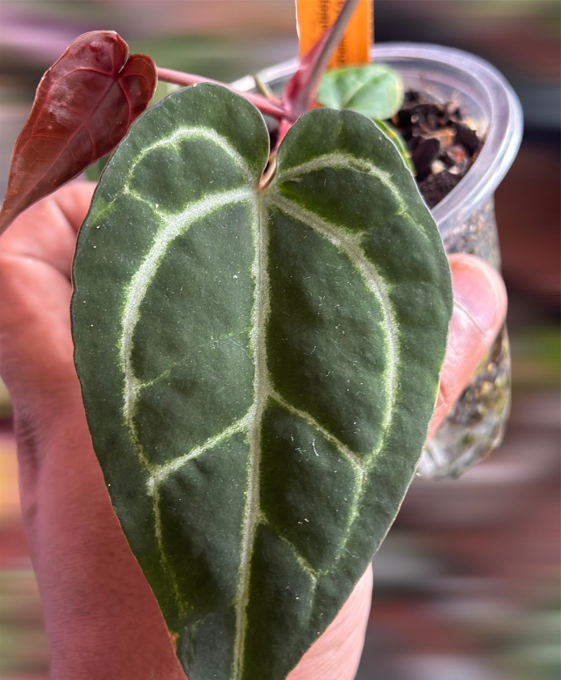 Anthurium Ace of Spades (AOS) x MxZ – HappiestPlants