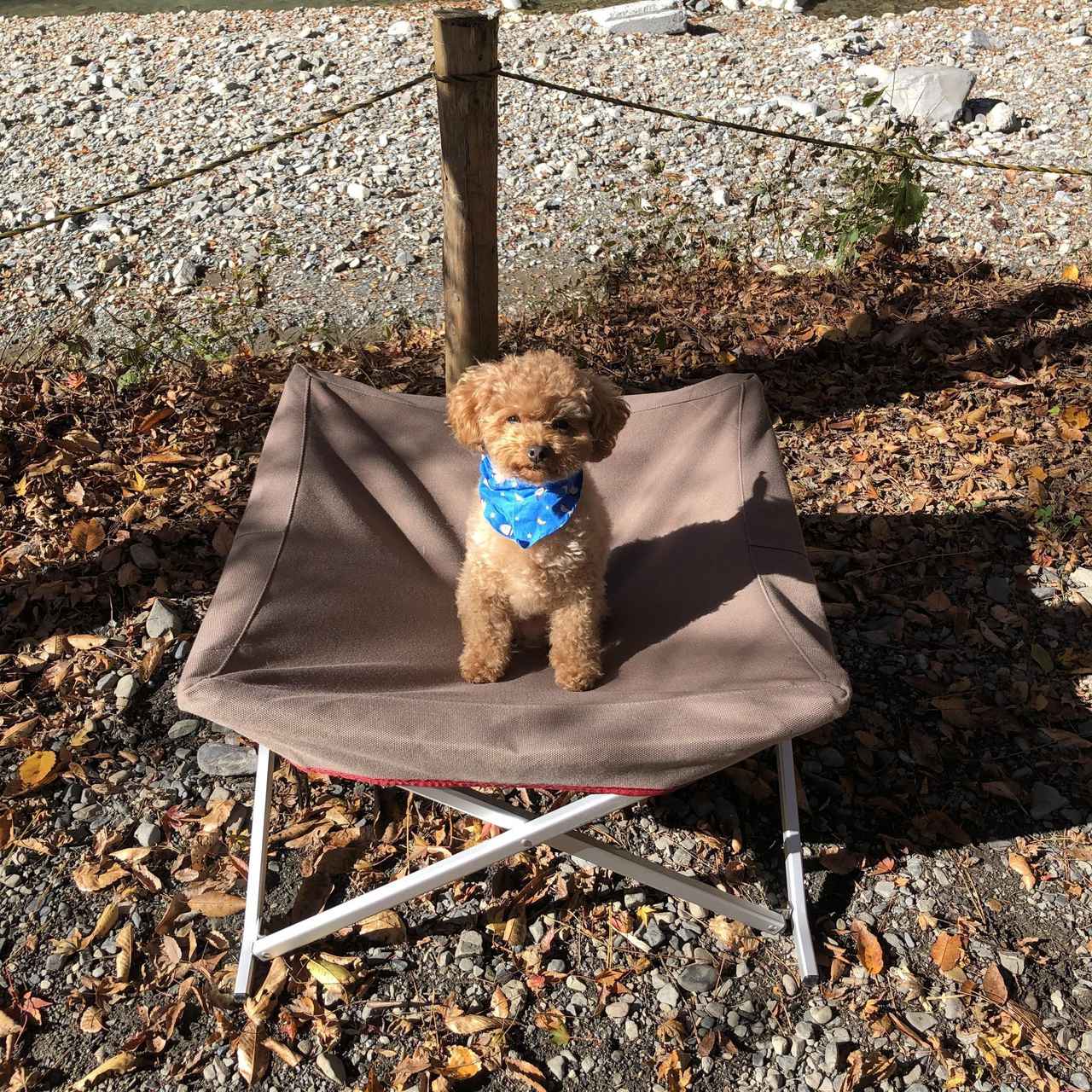 愛犬キャンプギア】スノーピークのドッグコットを徹底レビュー 使い方