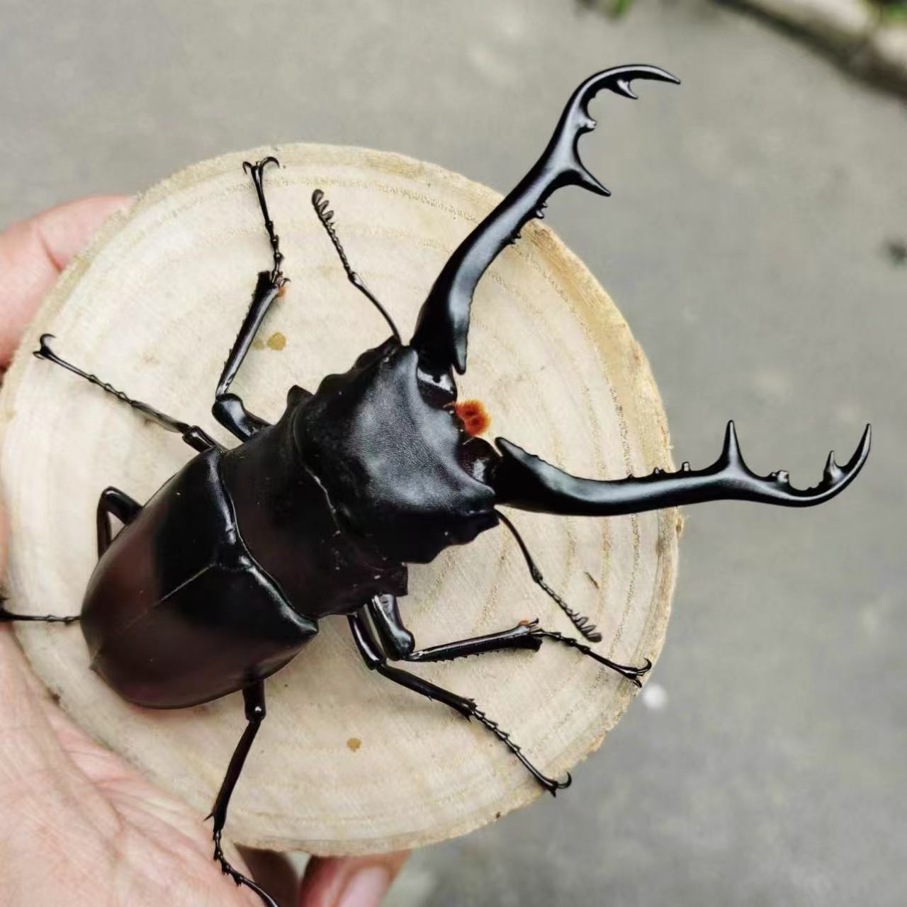 Giraffe Stag Beetle (Prosopocoilus giraffa keisukei