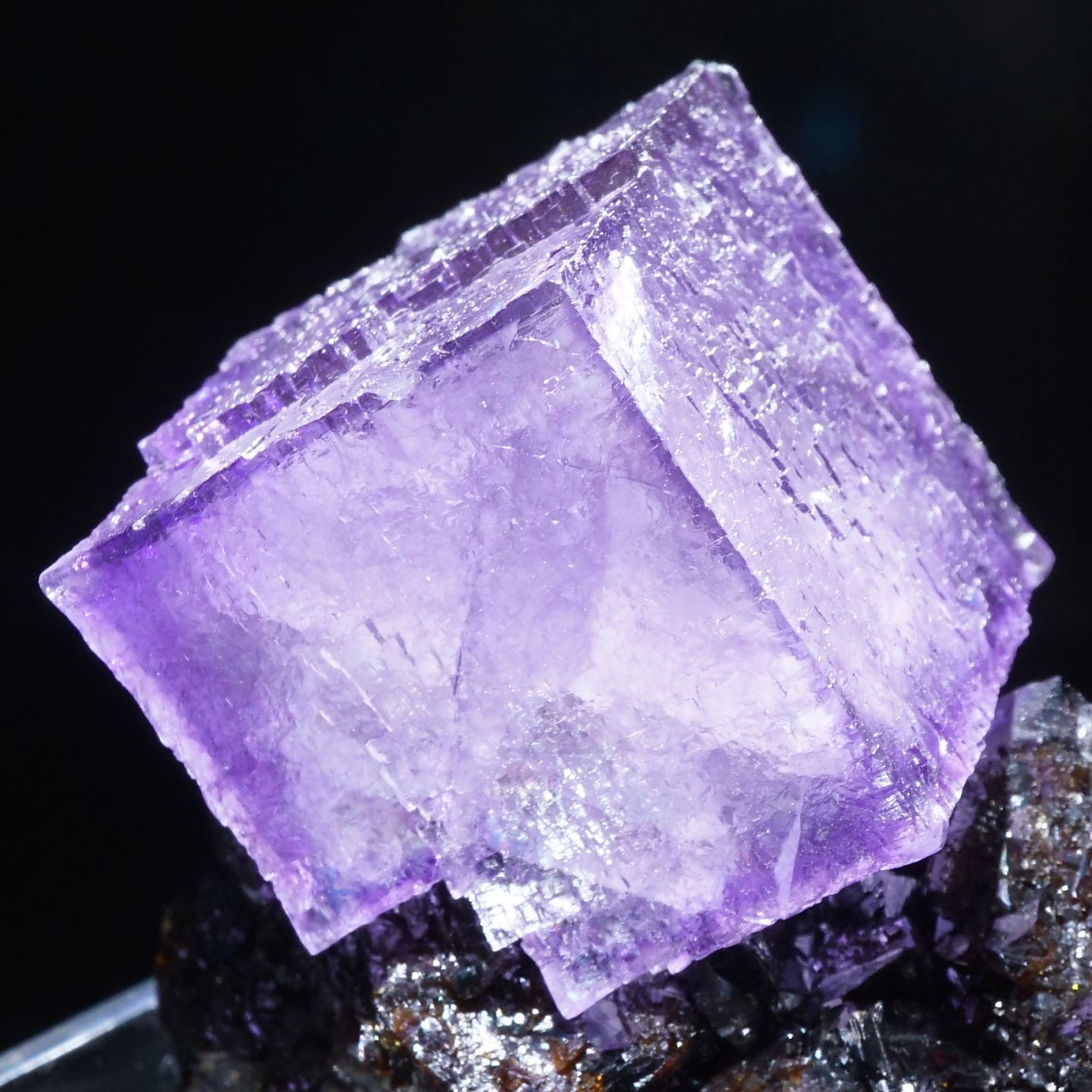 コレクターズアイテムエルムウッドフローライト テネシー州 エルム