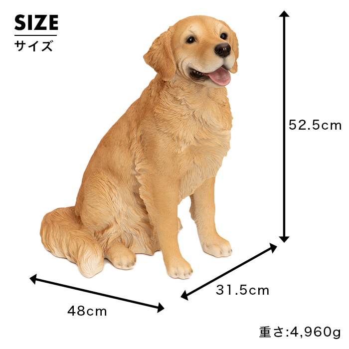 お座りして待てするわんこ《 ゴールデン・レトリバー（52.5cm