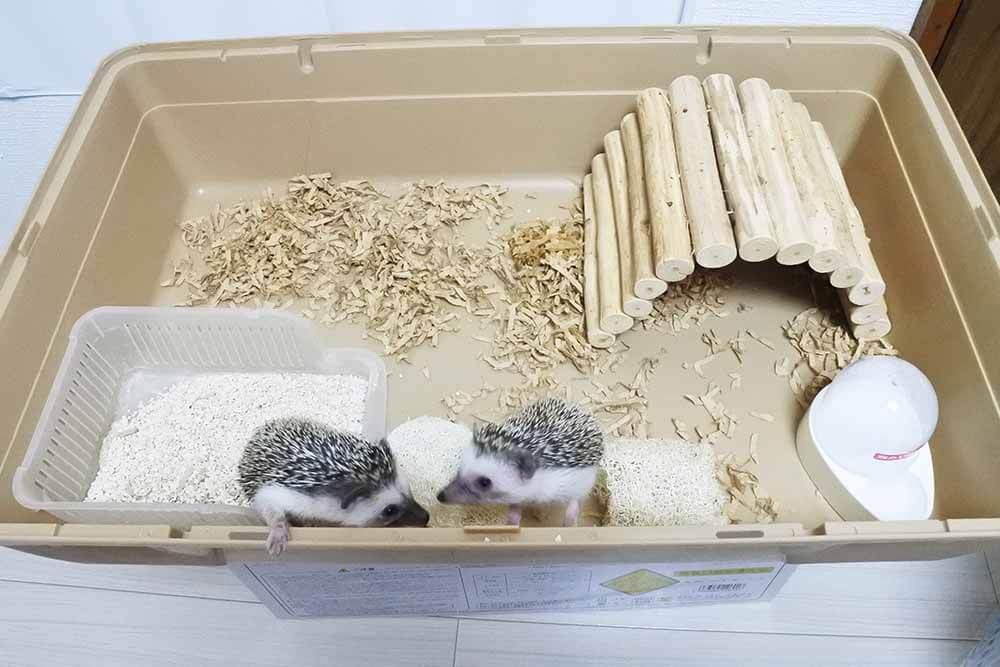 ケージ、カメラ、サーモスタット、サーキュレーター込】ハリネズミ