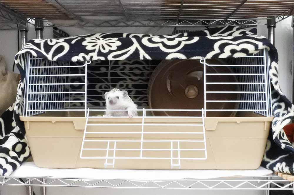 ハリネズミ用ケージ「シャトルマルチ」を選ぶ9つの理由
