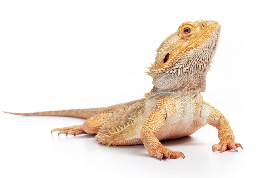 フトアゴヒゲトカゲ(Central Bearded Dragon)|爬虫類図鑑