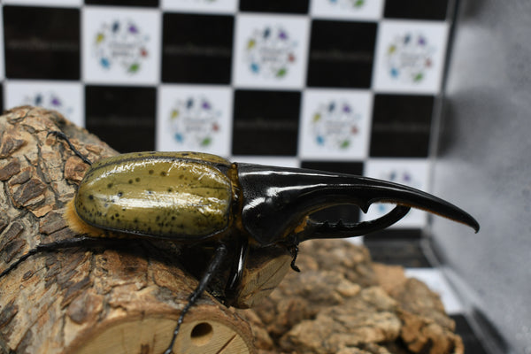 ヘラクレスヘラクレス ブルー系標本ヘラクレスヘラクレス ブルー系標本