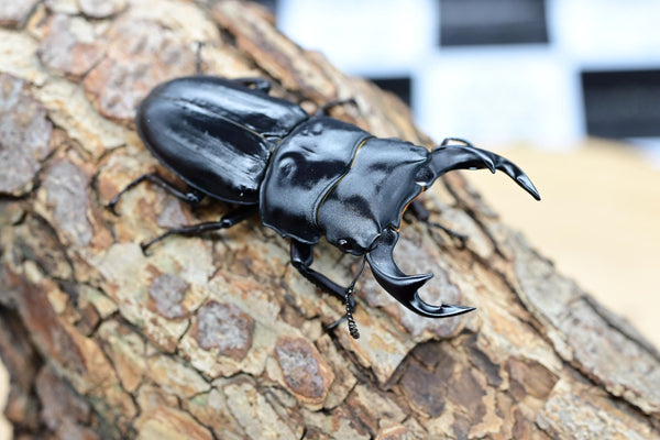 新潟県産 天然採集 オオクワガタ 新潟 オオクワ WD クワガタ ワイルド